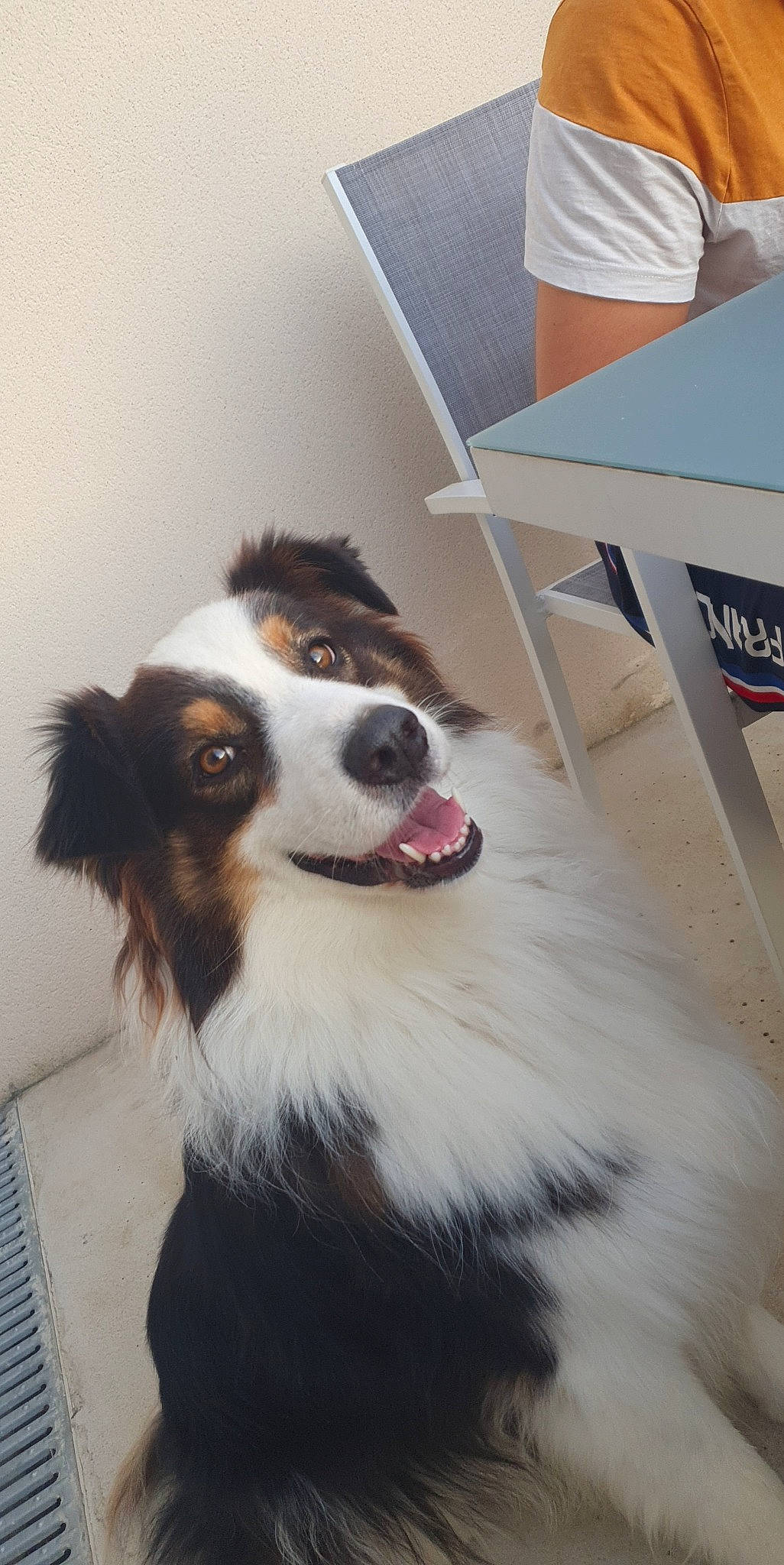 Loki participe au concours pour gagner de l'argent avec cette photo : border_collie, canidae, carnivore, companion_dog, dog, dog_breed, door, fur, herding_dog, plant, snout, sporting_group, whiskers, working_dog