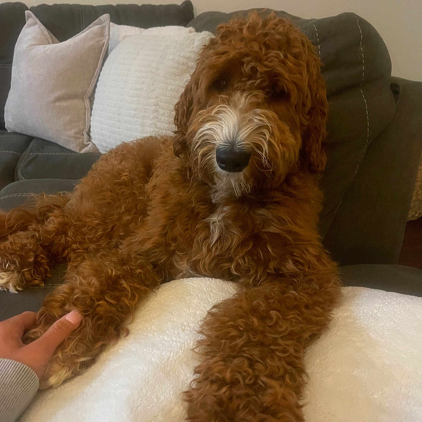 Waylon is registered to the contest to win money with this photo: airedale, animal, architecture, bodypart, building, canine, couch, cushion, dog, furniture, hand, homedecor, indoors, interiordesign, person, pet, pillow, poodle, puppy, terrier
