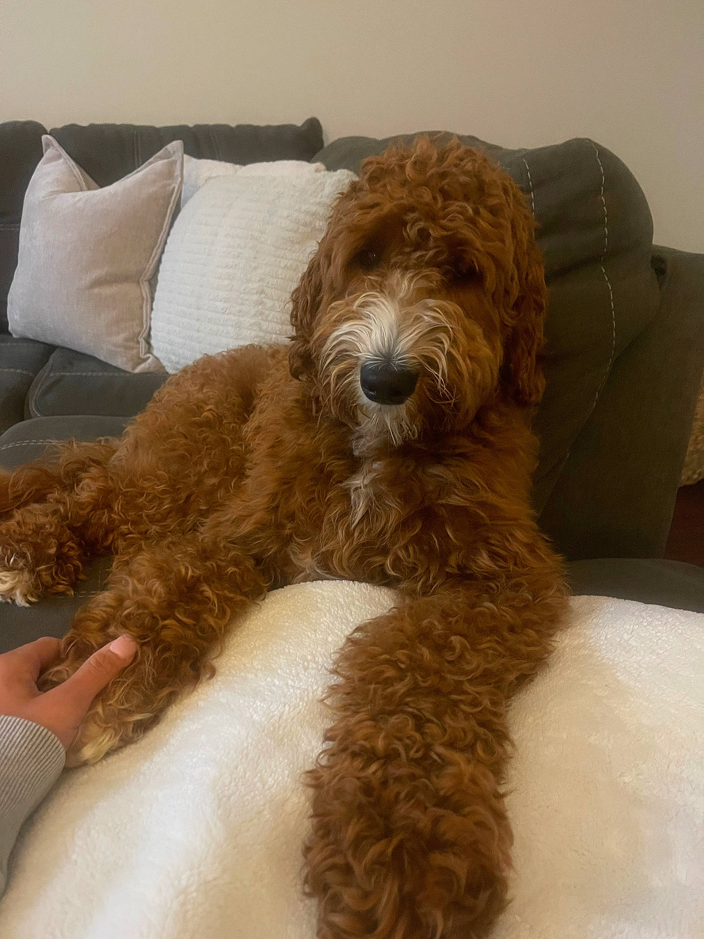 Waylon joined the competition — help win amazing prizes! airedale, animal, architecture, bodypart, building, canine, couch, cushion, dog, furniture, hand, homedecor, indoors, interiordesign, person, pet, pillow, poodle, puppy, terrier