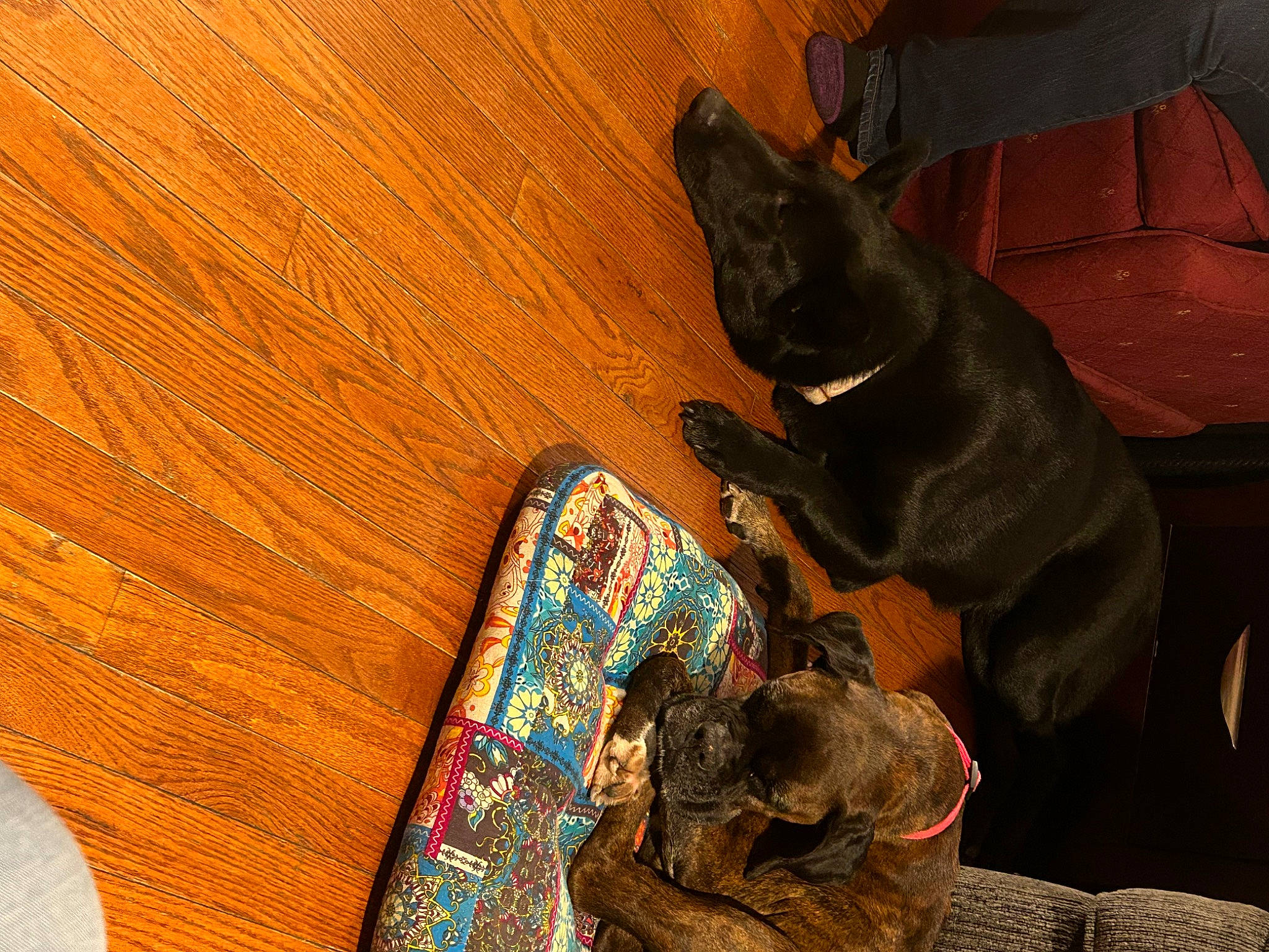 Sophia Loren is registered to the contest to win money with this photo: brown, carnivore, comfort, companion_dog, couch, dog, dog_breed, fawn, felidae, flooring, hardwood, musical_instrument, pattern, pet_supply, small_to_medium_sized_cats, toy_dog, varnish, wood, wood_stain, working_animal