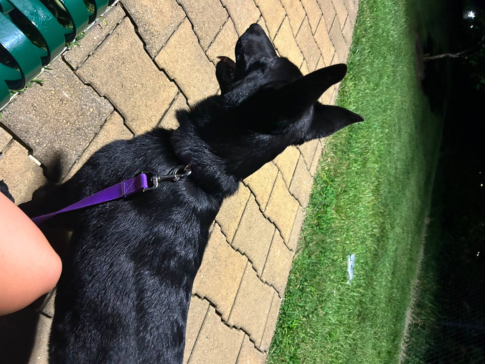 Sophia Loren joined the competition — help win amazing prizes! canidae, carnivore, collar, companion_dog, dog, dog_breed, dog_collar, electric_blue, fawn, gesture, grass, leash, mammal, pet_supply, shadow, snout, sporting_group, tail, tints_and_shades, working_animal