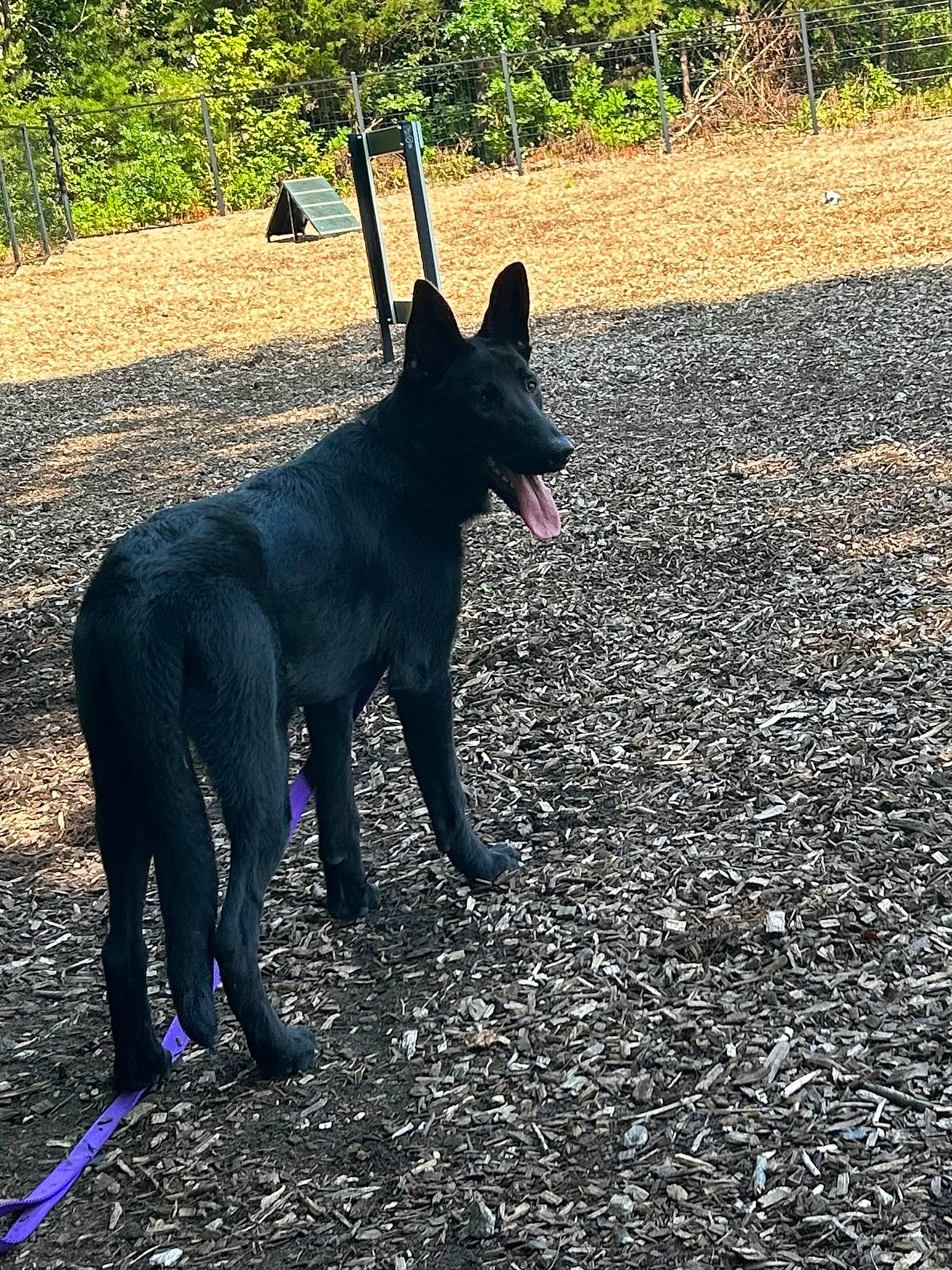 Sophia Loren joined the competition — help win amazing prizes! asphalt, canidae, carnivore, dog, dog_breed, dog_supply, electric_blue, grass, guard_dog, herding_dog, plant, road_surface, shadow, soil, tail, terrestrial_animal, tints_and_shades, tree, working_animal, working_dog