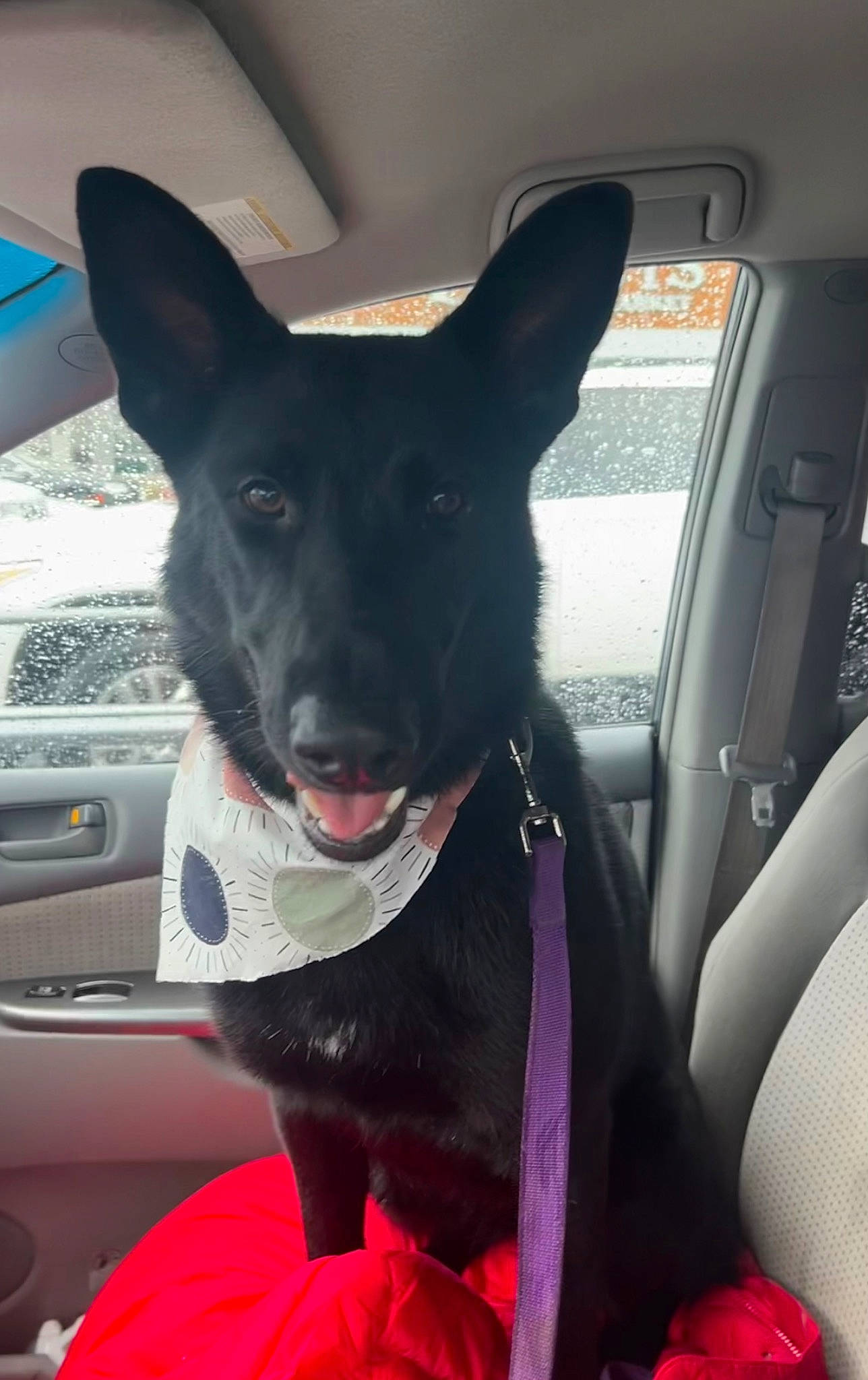Sophia Loren is registered to the contest to win money with this photo: auto_part, automotive_exterior, car, car_seat, car_seat_cover, carnivore, collar, companion_dog, dog, dog_breed, dog_collar, ear, hood, motor_vehicle, snout, steering_wheel, vehicle, vehicle_door, whiskers, window