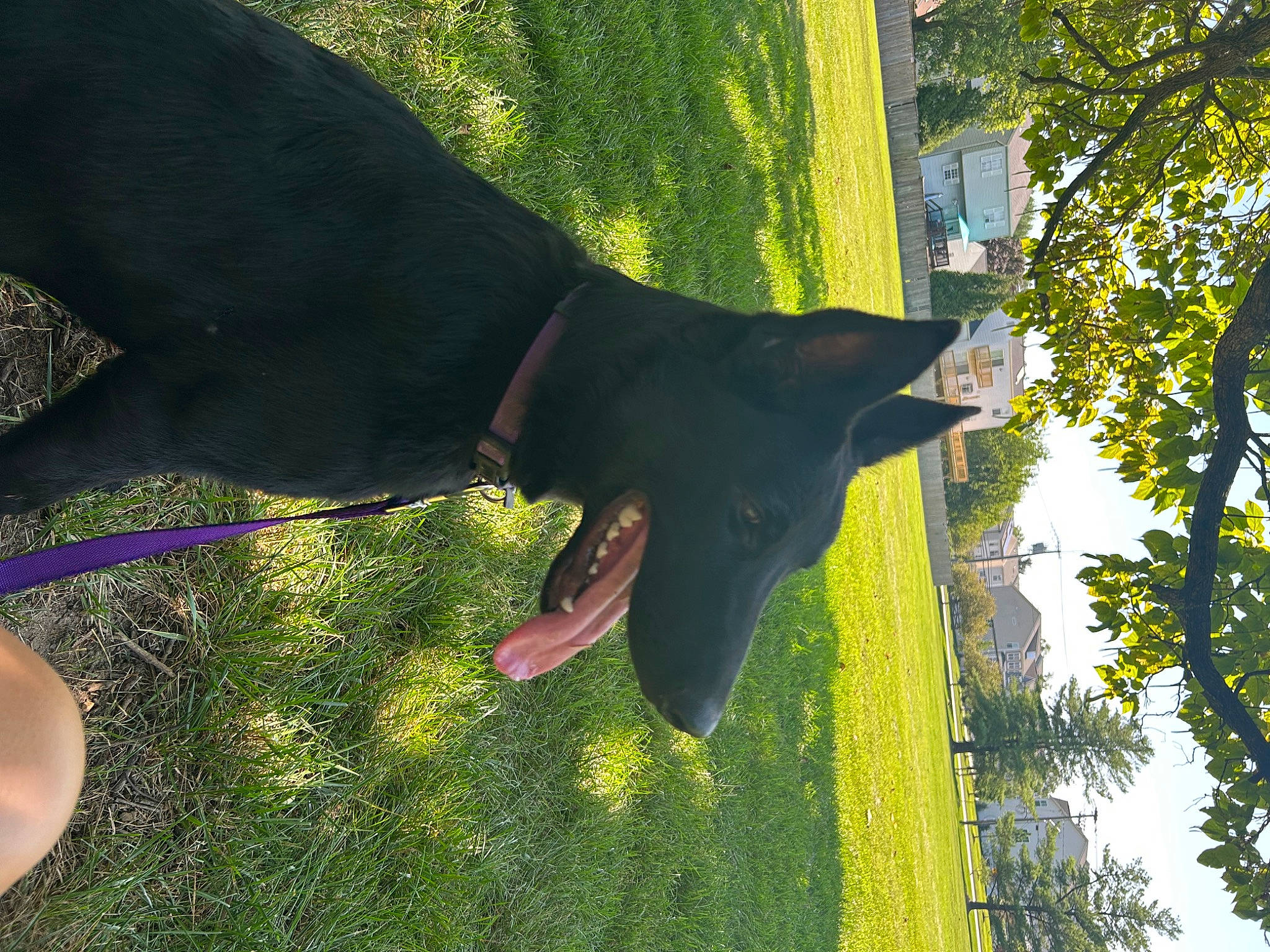 Sophia Loren is registered to the contest to win money with this photo: canidae, carnivore, collar, dog, dog_breed, dog_collar, fashion_accessory, fawn, grass, plant, shade, shadow, sky, snout, sporting_group, tail, tints_and_shades, tree, trunk, working_animal