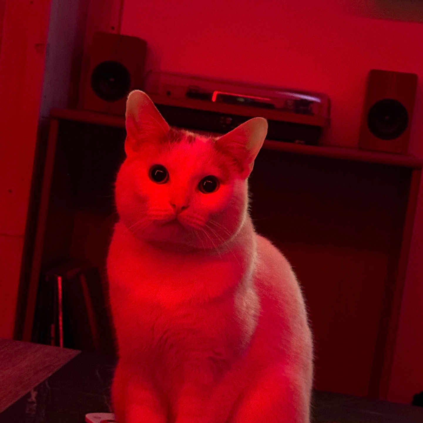 Loki participe au concours pour gagner de l'argent avec cette photo : animal, cat, cozy, curious, domestic, ears, eyes, feline, furniture, home, indoor, pet, portrait, record_player, red_light, sitting, speaker, table, tail, whiskers
