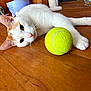 cat, white_cat, orange_cat, tennis_ball, wooden_floor, pet, animal, indoor, close_up, laying_down, curious, playful, whiskers, ears, paws, floor, domestic_cat, feline, relaxed, young_cat