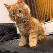 Rusty is registered to the contest to win money with this photo: kitten, cat, orange_cat, fluffy, collar, bell, indoor, couch, black_leather, curious, pet, animal, window, blinds, phone, furniture, domestic, young_cat, cute, sitting