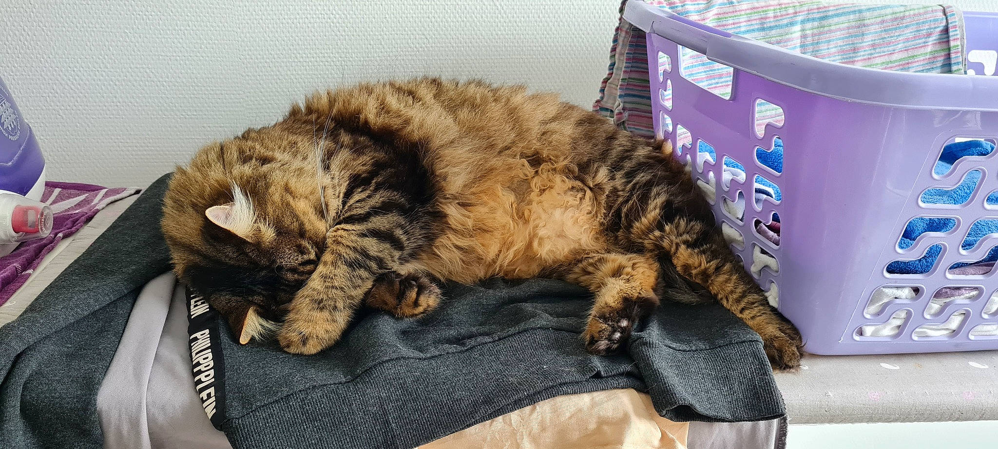 Rocky a rejoint le concours — aidez-le/la à gagner de superbes lots ! bed, carnivore, cat, claw, comfort, domestic_short_haired_cat, felidae, fur, linens, nap, paw, sleep, small_to_medium_sized_cats, tail, terrestrial_animal, whiskers