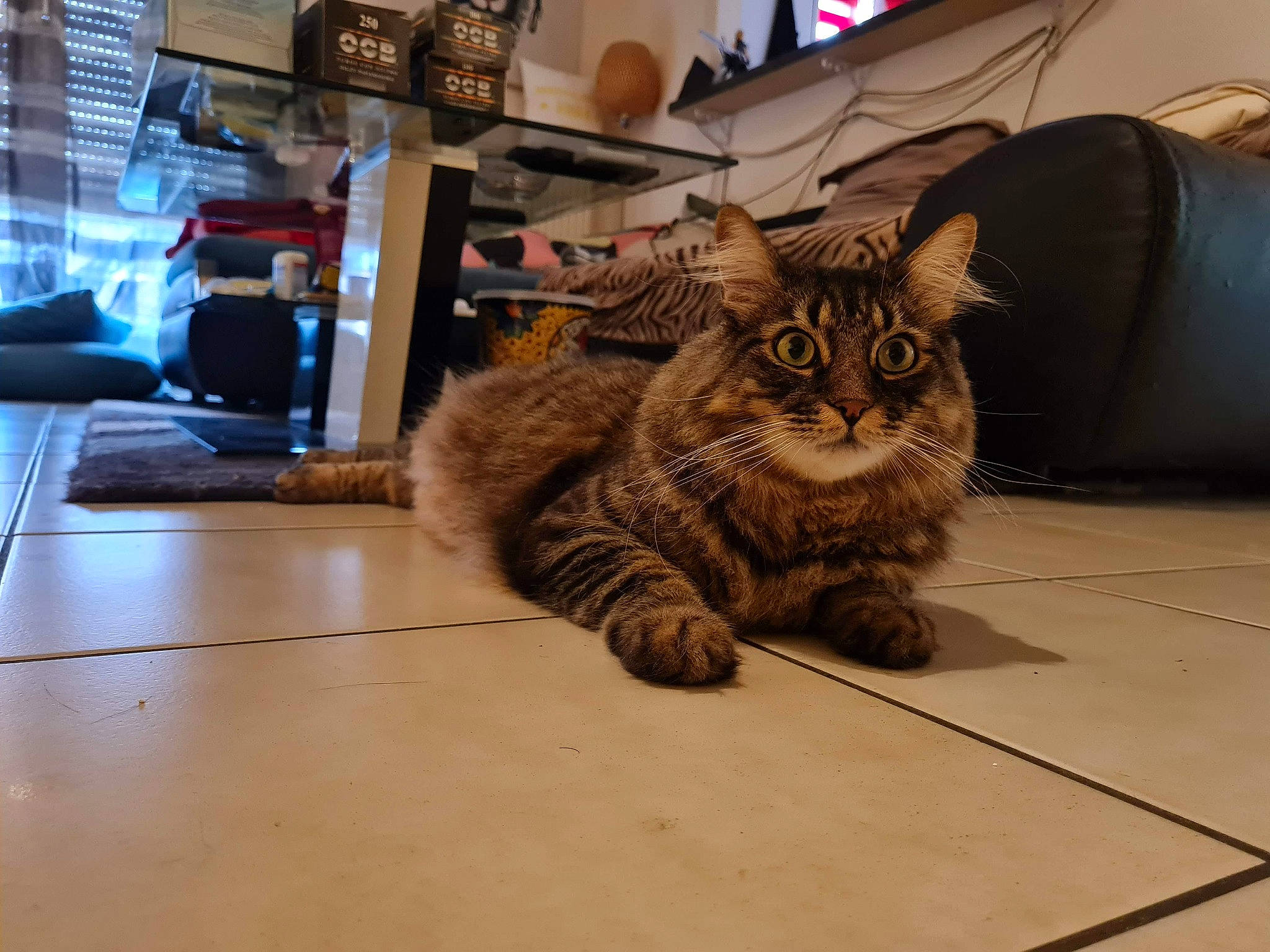 Rocky participe au concours pour gagner de l'argent avec cette photo : carnivore, cat, claw, comfort, domestic_short_haired_cat, felidae, floor, flooring, fur, hardwood, laminate_flooring, paw, sitting, small_to_medium_sized_cats, snout, tail, terrestrial_animal, whiskers, wood, wood_flooring