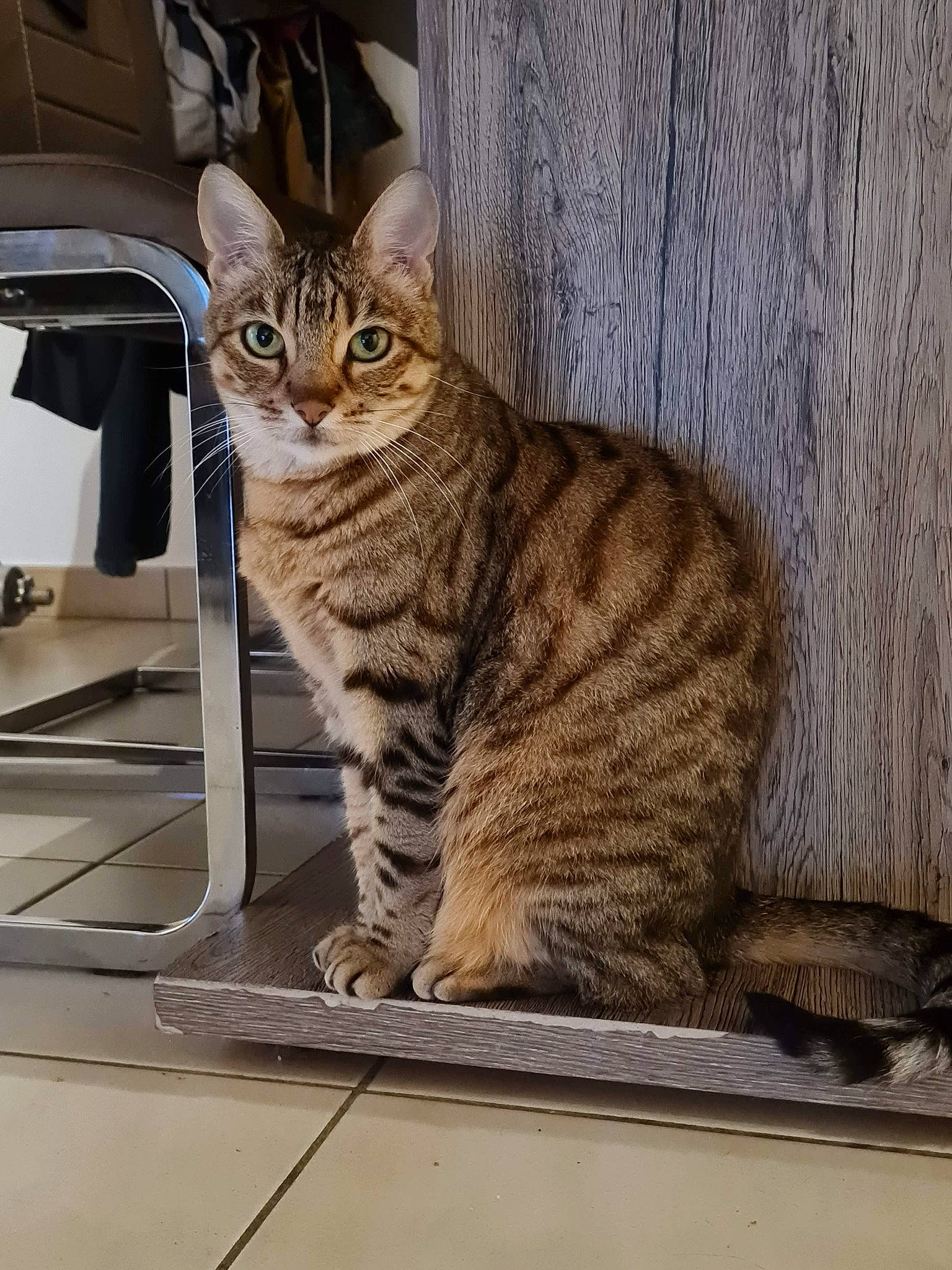 Savane a rejoint le concours — aidez-le/la à gagner de superbes lots ! automotive_lighting, carnivore, cat, domestic_short_haired_cat, door, felidae, fender, fur, hood, paw, sitting, small_to_medium_sized_cats, tail, terrestrial_animal, vehicle, vehicle_door, whiskers, wildlife, window, wood