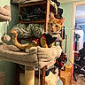 blanket, cat, cat_tree, collar, cozy, framed_picture, furniture, home_interior, indoor, kitten, orange_cat, pet, playful, plush, portrait, scratching_post, shelf, stacked_clothes, tongue_out, toy