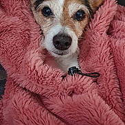 Dolly participe au concours pour gagner de l'argent avec cette photo : dog, pet, blanket, pink, cozy, fur, ears, face, cute, snug, portrait, indoor, comfort, animal, warm, resting, looking, wrapped, soft, nose