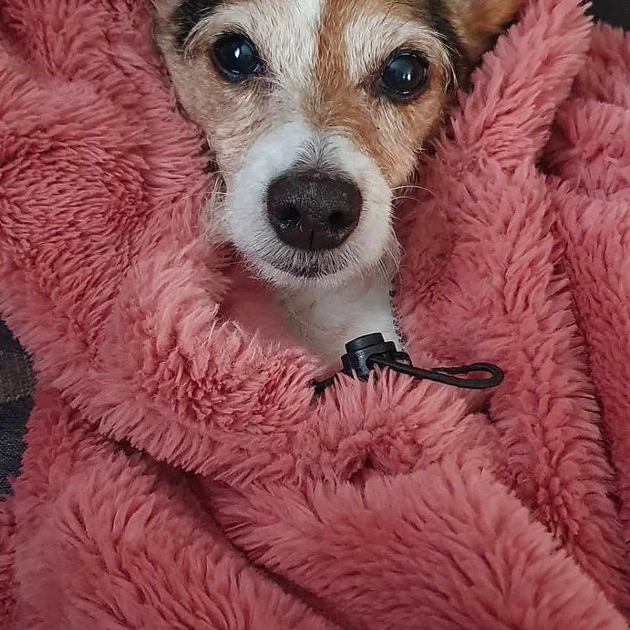 Dolly