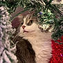 Peanut joined the competition — help win amazing prizes! cat, feline, pet, fluffy, white_fur, gray_fur, christmas_tree, artificial_tree, snowy_branches, greenery, holiday, festive, red_background, close_up, whiskers, curious, indoors, cute, animal, holiday_decor