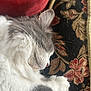 cat, sleeping, fluffy, gray, white, paw, cushion, patterned, indoor, cozy, resting, closeup, fur, whiskers, pet, relaxed, soft, comfort, animal, nap