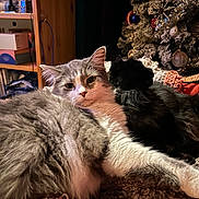 Peanut is registered to the contest to win money with this photo: cat, two_cats, fluffy, grey_cat, black_cat, christmas_tree, ornaments, cozy, blanket, indoor, furniture, decorations, holiday, pet, animal, fur, relaxed, snuggling, home, soft_lighting