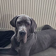 Ayko a rejoint le concours — aidez-le/la à gagner de superbes lots ! dog, great_dane, gray_dog, large_dog, pet, indoor, radiator, resting, canine, mammal, fur, animal, companion, lying_down, portrait, calm, domestic_animal, ears, snout, eyes