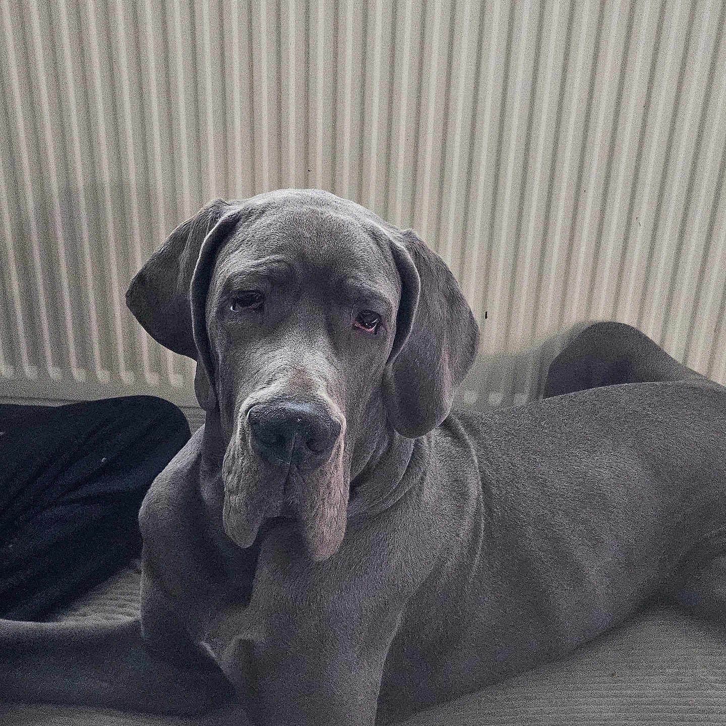 Ayko a rejoint le concours — aidez-le/la à gagner de superbes lots ! dog, great_dane, gray_dog, large_dog, pet, indoor, radiator, resting, canine, mammal, fur, animal, companion, lying_down, portrait, calm, domestic_animal, ears, snout, eyes