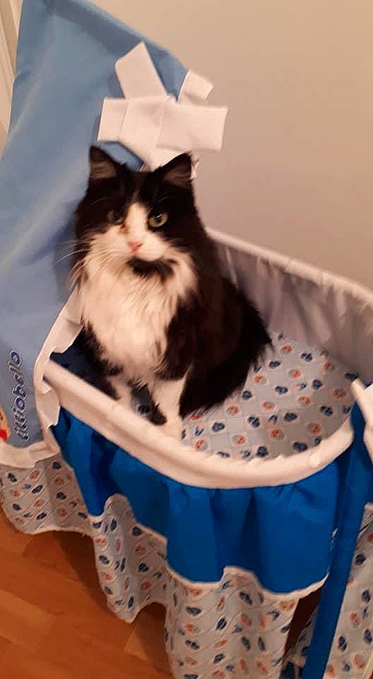 Clochette participe au concours pour gagner de l'argent avec cette photo : bag, basket, box, carnivore, cat, cat_supply, fashion_accessory, fawn, felidae, formal_wear, fur, household_supply, mammal, pattern, pet_supply, room, sitting, small_to_medium_sized_cats, storage_basket, whiskers