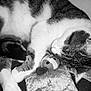 cat, sleeping, stuffed_toy, blanket, fur, whiskers, paw, indoor, resting, cozy, close_up, domestic_animal, pet, feline, soft_texture, black_and_white, relaxation, cute, animal, comfort