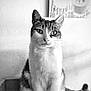 Kyra a rejoint le concours — aidez-le/la à gagner de superbes lots ! cat, pet, animal, indoor, portrait, black_and_white, feline, whiskers, curious, sitting, fur, ears, tail, eyes, home, wall, artwork, plant, texture, closeup