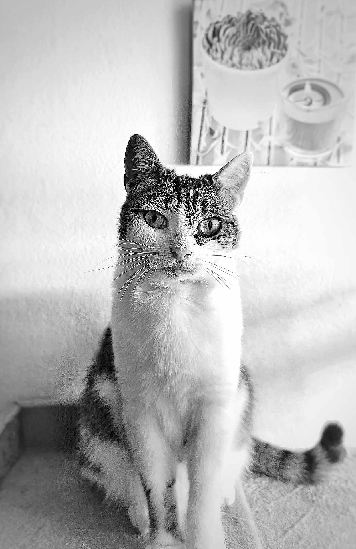 Kyra a rejoint le concours — aidez-le/la à gagner de superbes lots ! cat, pet, animal, indoor, portrait, black_and_white, feline, whiskers, curious, sitting, fur, ears, tail, eyes, home, wall, artwork, plant, texture, closeup