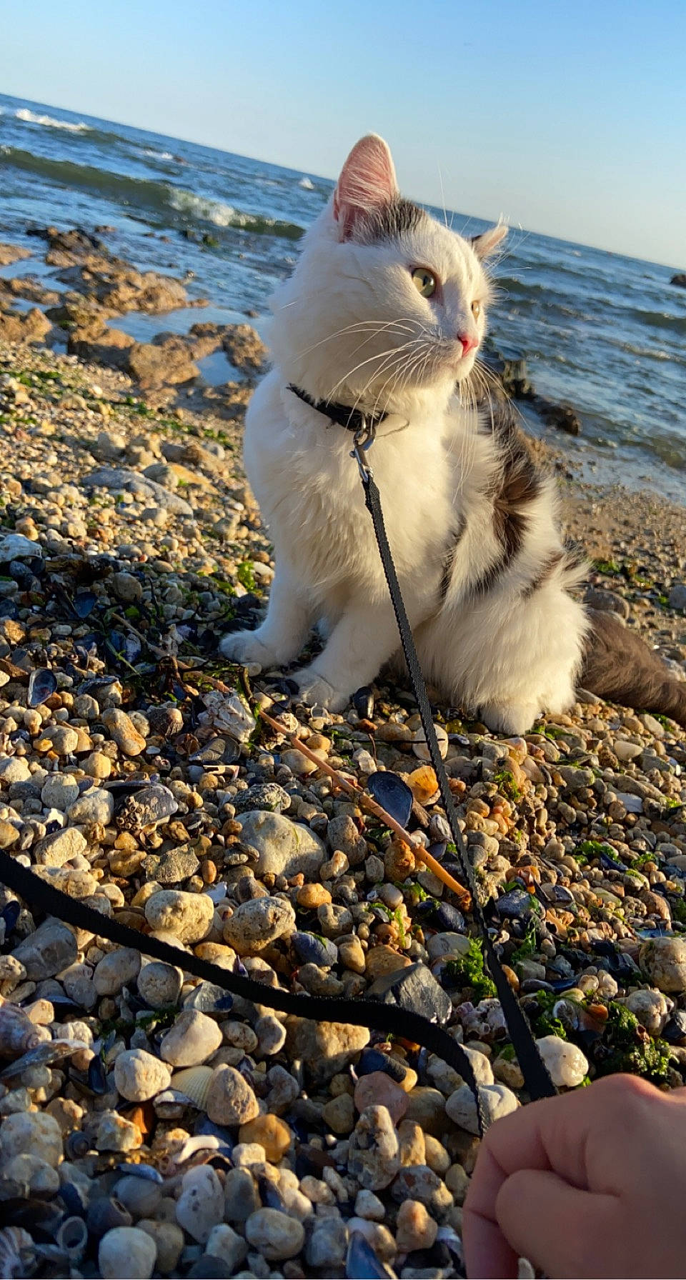 Dior participe au concours pour gagner de l'argent avec cette photo : beach, body_of_water, carnivore, cat, cloud, coast, domestic_short_haired_cat, felidae, light, nature, pebble, plant, sand, shore, sky, small_to_medium_sized_cats, tail, water, whiskers, wood