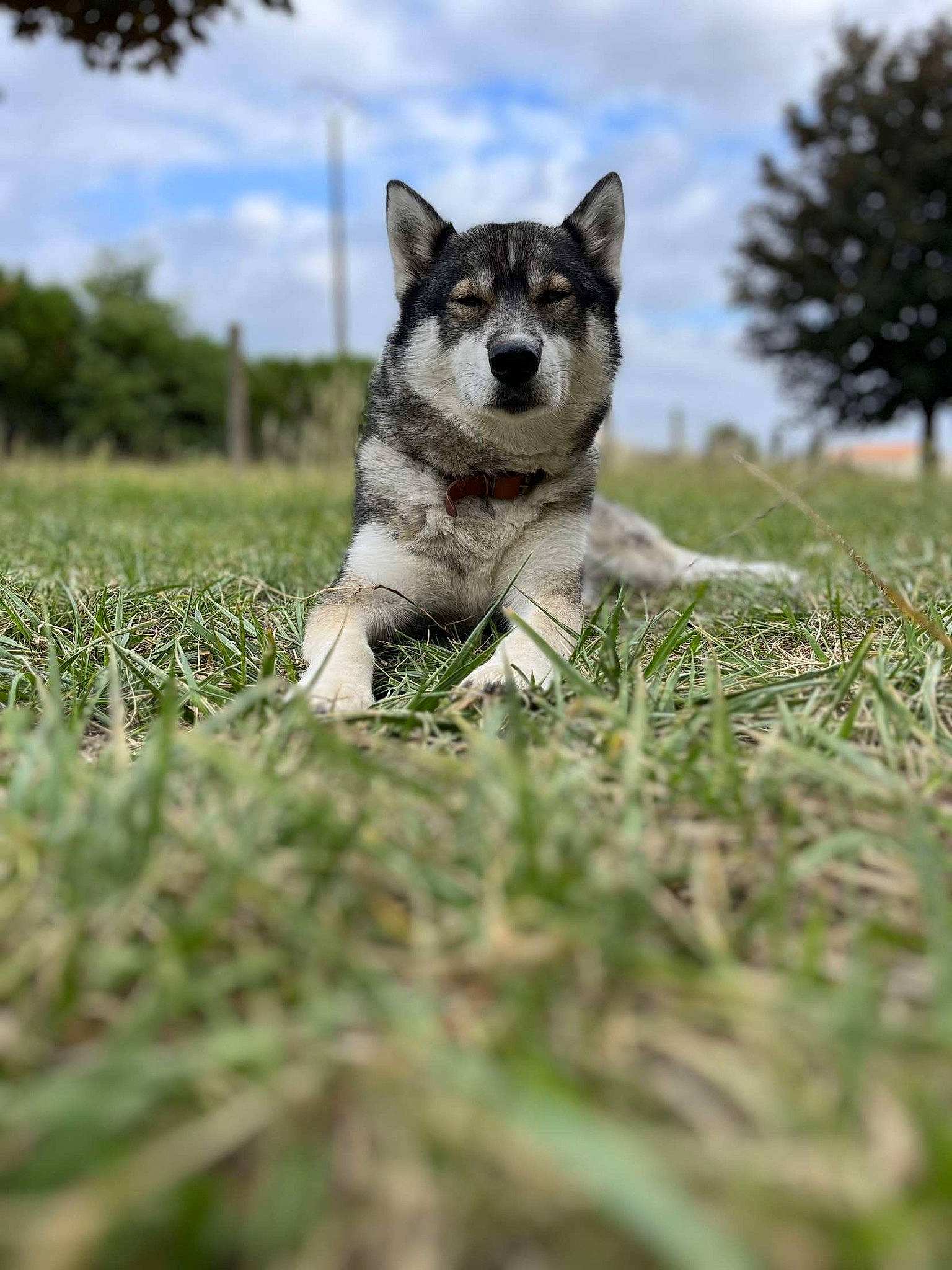Nhala a rejoint le concours — aidez-le/la à gagner de superbes lots ! canidae, carnivore, cloud, companion_dog, dog, dog_breed, fawn, grass, grassland, landscape, natural_landscape, plant, sky, snout, sporting_group, tail, terrestrial_animal, tree, whiskers, wildlife