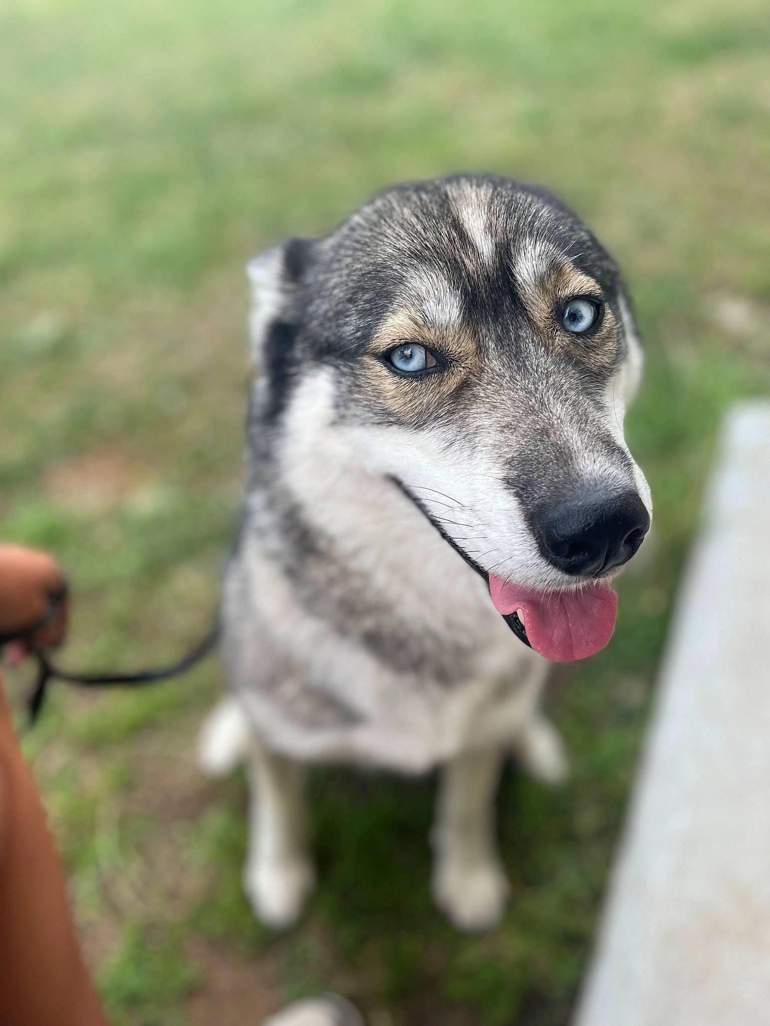 Nhala a rejoint le concours — aidez-le/la à gagner de superbes lots ! ancient_dog_breeds, canidae, carnivore, dog, dog_breed, grass, plant, sled_dog, snout, sporting_group, terrestrial_animal, whiskers, wildlife, working_animal, working_dog