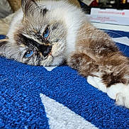 Felicia a rejoint le concours — aidez-le/la à gagner de superbes lots ! cat, blue_eyes, fluffy, paw, blanket, star_pattern, indoor, resting, close_up, fur, whiskers, cute, pet, animal, relaxed, laying_down, soft, sleepy, cozy, home