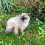 Felicia a rejoint le concours — aidez-le/la à gagner de superbes lots ! cat, fluffy, outdoor, grass, greenery, garden, plants, nature, animal, pet, feline, sitting, fur, leafy, bushes, calm, wildlife, mammal, domestic, cute
