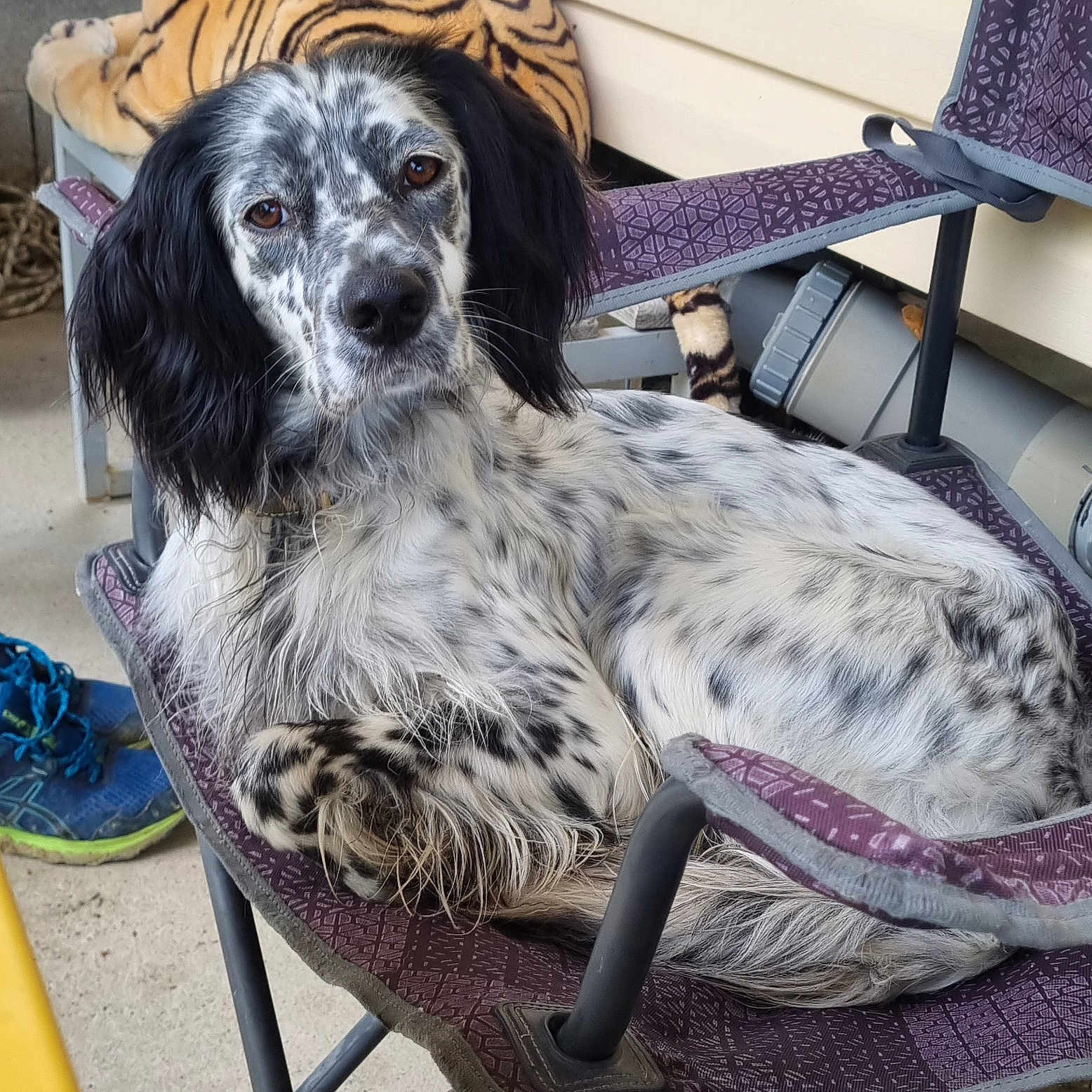 Siska participe au concours pour gagner de l'argent avec cette photo : animal, armchair, bird, canine, chair, clothing, cockerspaniel, cushion, dog, face, footwear, furniture, homedecor, hound, person, pet, puppy, shoe, sneaker, tiger