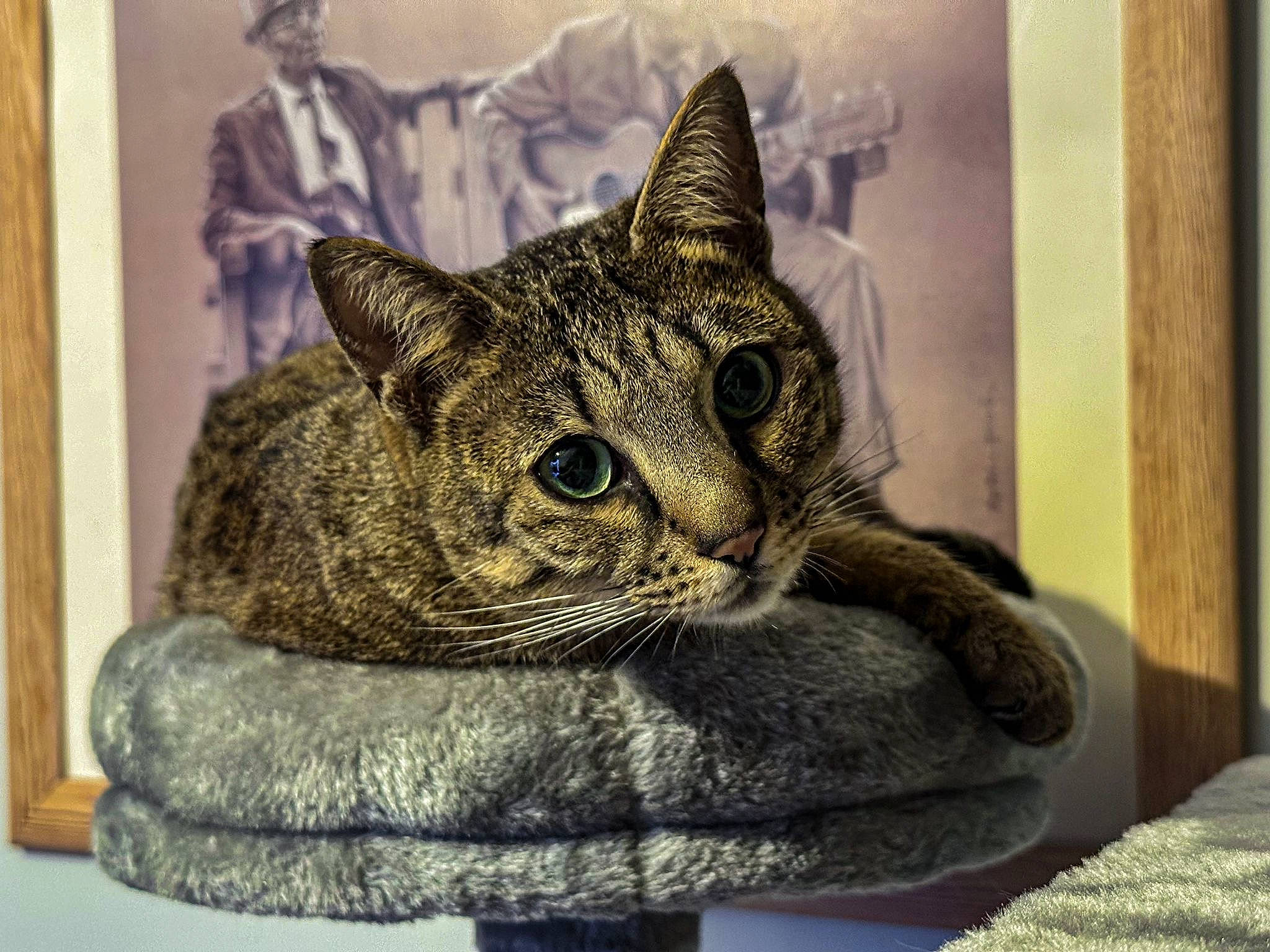 Zuri is registered to the contest to win money with this photo: art, carnivore, cat, domestic_short_haired_cat, felidae, fur, ocelot, picture_frame, sitting, small_to_medium_sized_cats, snout, terrestrial_animal, tie, visual_arts, whiskers, wildlife, window