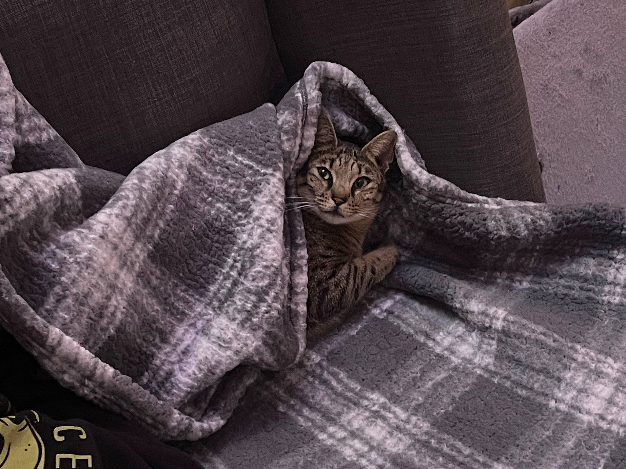 Zuri is registered to the contest to win money with this photo: bed, carnivore, cat, chair, comfort, couch, domestic_short_haired_cat, felidae, flooring, fur, grey, hardwood, linens, pattern, room, small_to_medium_sized_cats, textile, tree, whiskers, wood