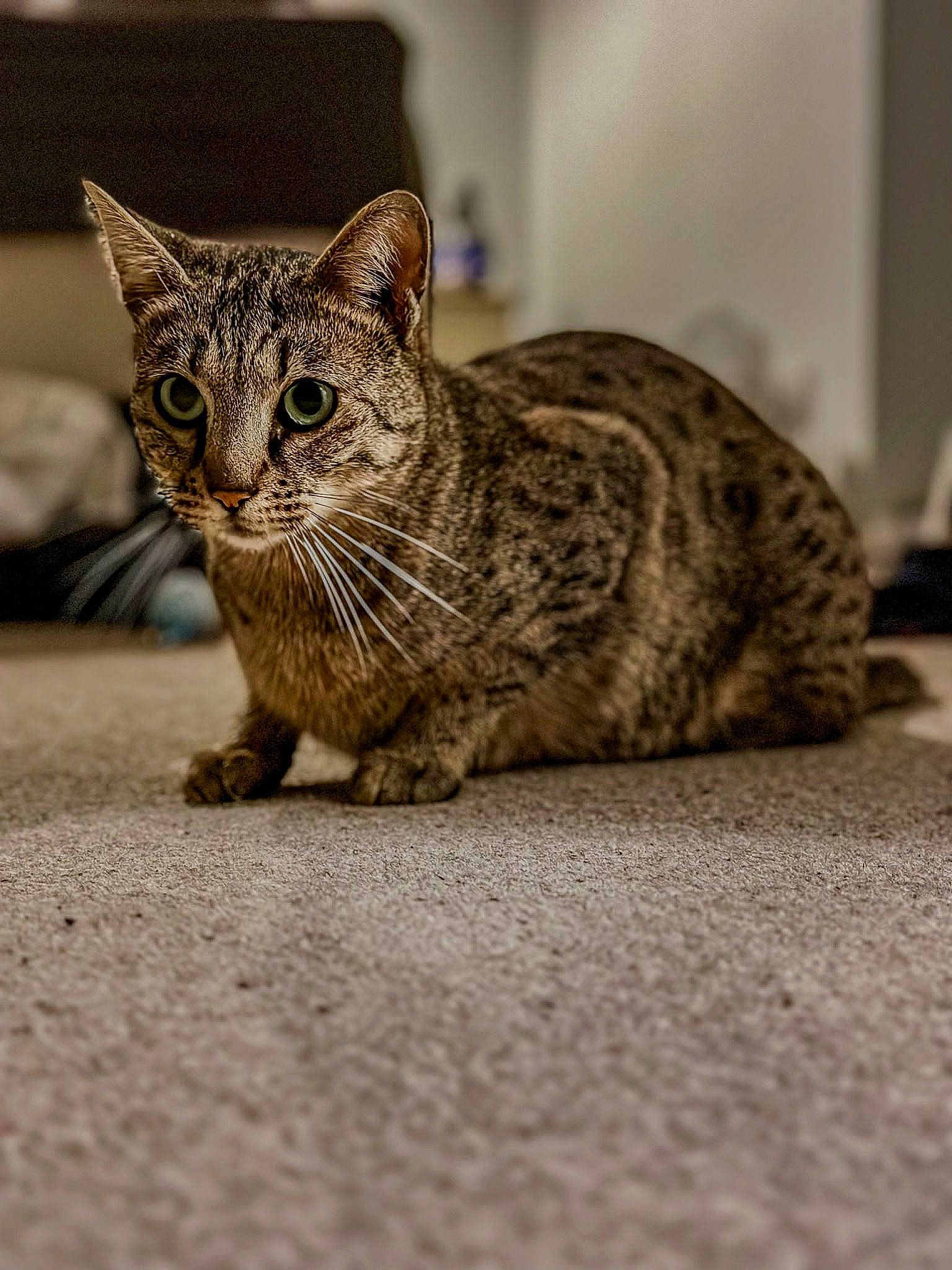 Zuri is registered to the contest to win money with this photo: balance, carnivore, cat, claw, domestic_short_haired_cat, eye, felidae, flooring, fur, paw, sitting, small_to_medium_sized_cats, snout, tail, terrestrial_animal, whiskers, wildlife