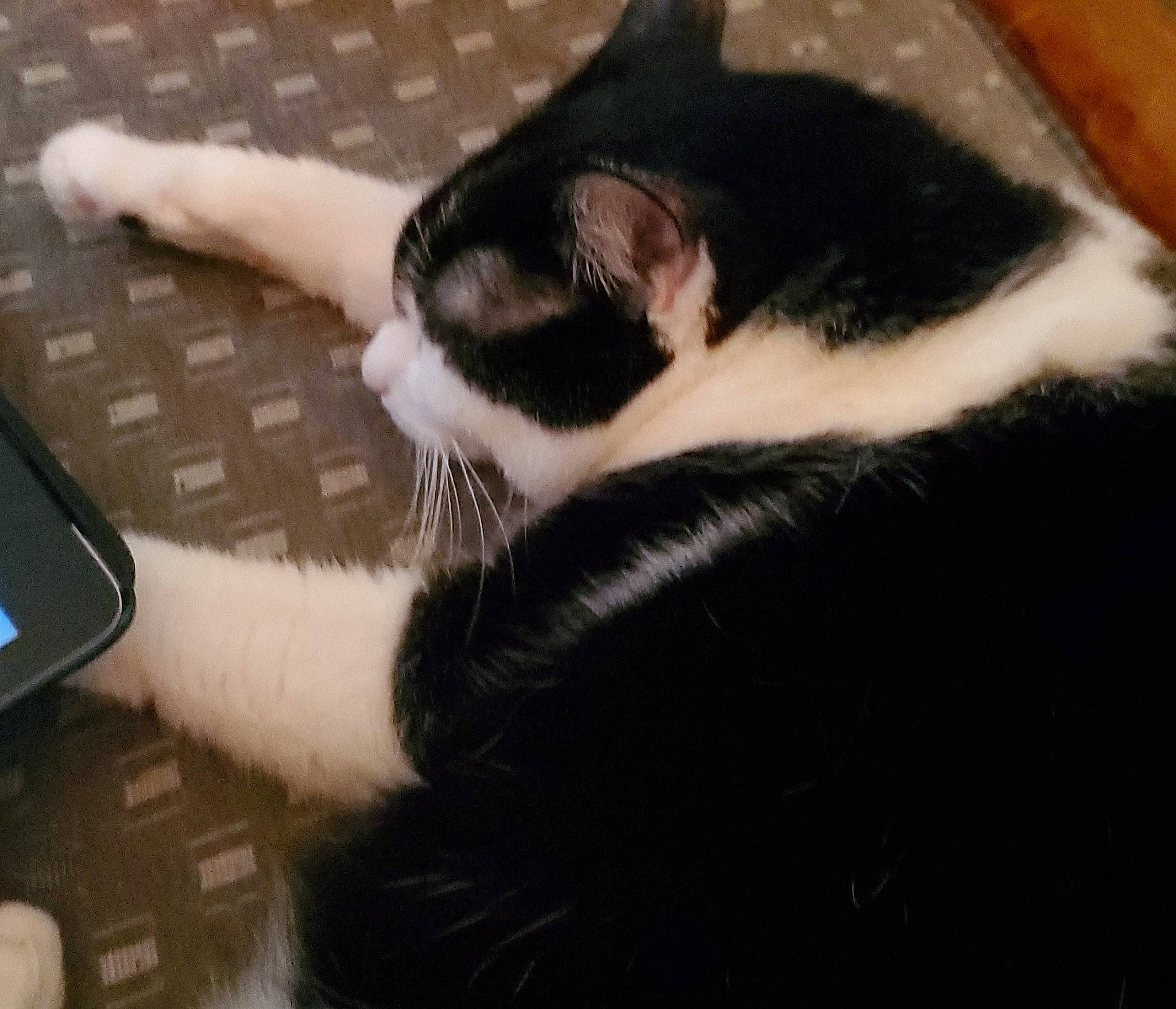 Severus is registered to the contest to win money with this photo: black, black_and_white, carnivore, cat, domestic_short_haired_cat, ear, electronic_device, eye, felidae, fur, leg, nose, paw, polydactyl_cat, small_to_medium_sized_cats, snapshot, snout, tail, technology, whiskers