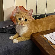 Filou participe au concours pour gagner de l'argent avec cette photo : cat, orange_cat, white_paws, blanket, remote_control, wooden_table, indoor, pet, feline, curious, resting, fur, animal, domestic_cat, whiskers, ears, eyes, table_edge, snack_bag, cozy