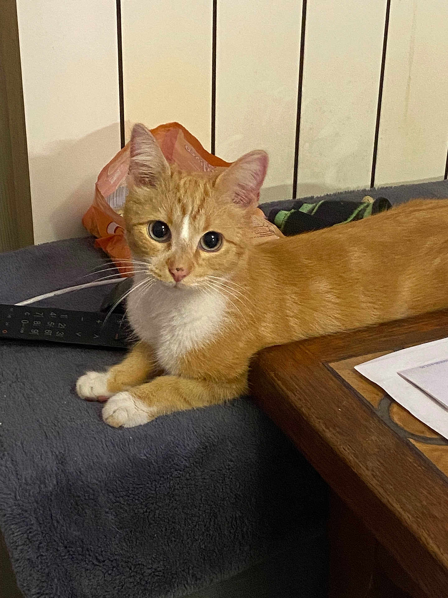 Filou participe au concours pour gagner de l'argent avec cette photo : cat, orange_cat, white_paws, blanket, remote_control, wooden_table, indoor, pet, feline, curious, resting, fur, animal, domestic_cat, whiskers, ears, eyes, table_edge, snack_bag, cozy