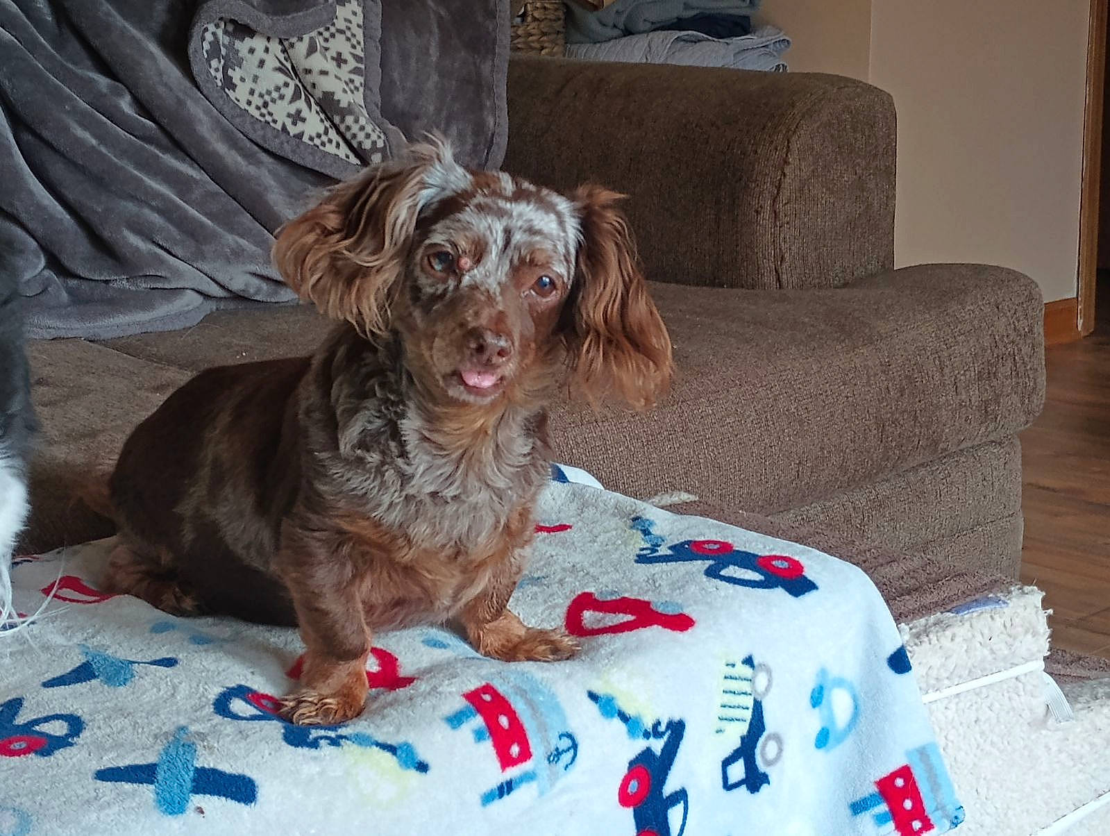 Sienna joined the competition — help win amazing prizes! carnivore, comfort, companion_dog, couch, dog, dog_breed, dog_supply, fawn, fur, liver, living_room, picture_frame, pillow, retriever, sofa_bed, spaniel, sporting_group, studio_couch, water_dog, working_animal