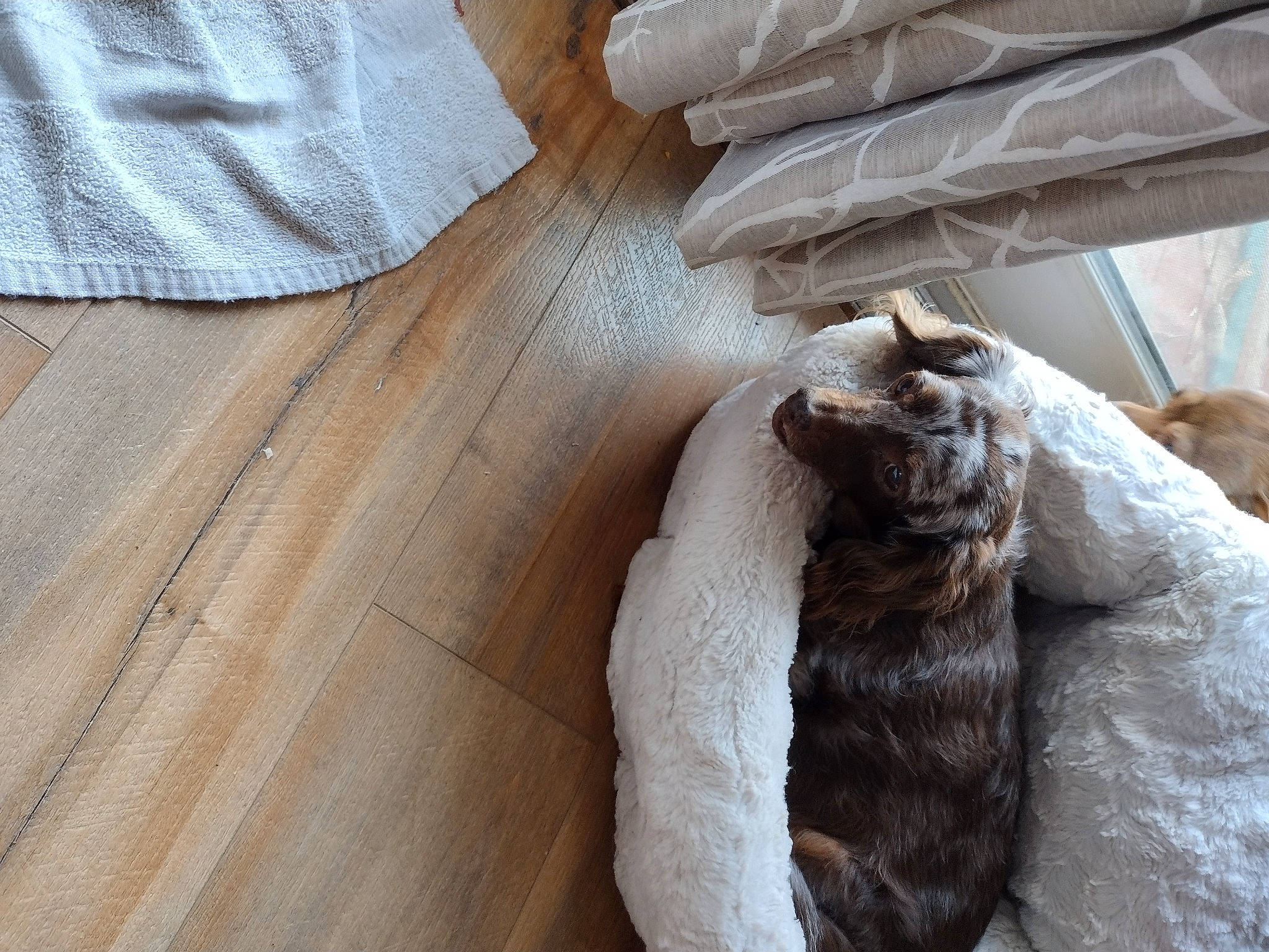 Sienna joined the competition — help win amazing prizes! art, beige, brown, comfort, fawn, felidae, flooring, fur, hardwood, linens, natural_material, pattern, sleeve, small_to_medium_sized_cats, snout, sporting_group, tail, terrestrial_animal, textile, wood