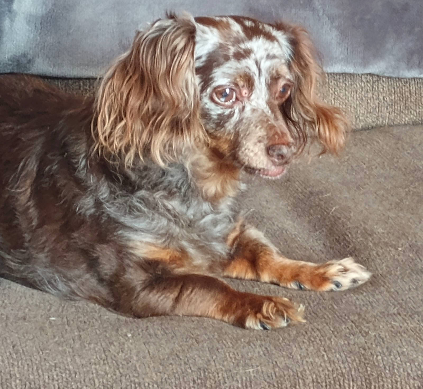 Sienna joined the competition — help win amazing prizes! bored, canidae, carnivore, cocker_spaniel, companion_dog, dog, dog_breed, fur, gun_dog, hunting_dog, liver, retriever, russian_spaniel, snout, spaniel, sporting_group, terrestrial_animal, whiskers, working_animal
