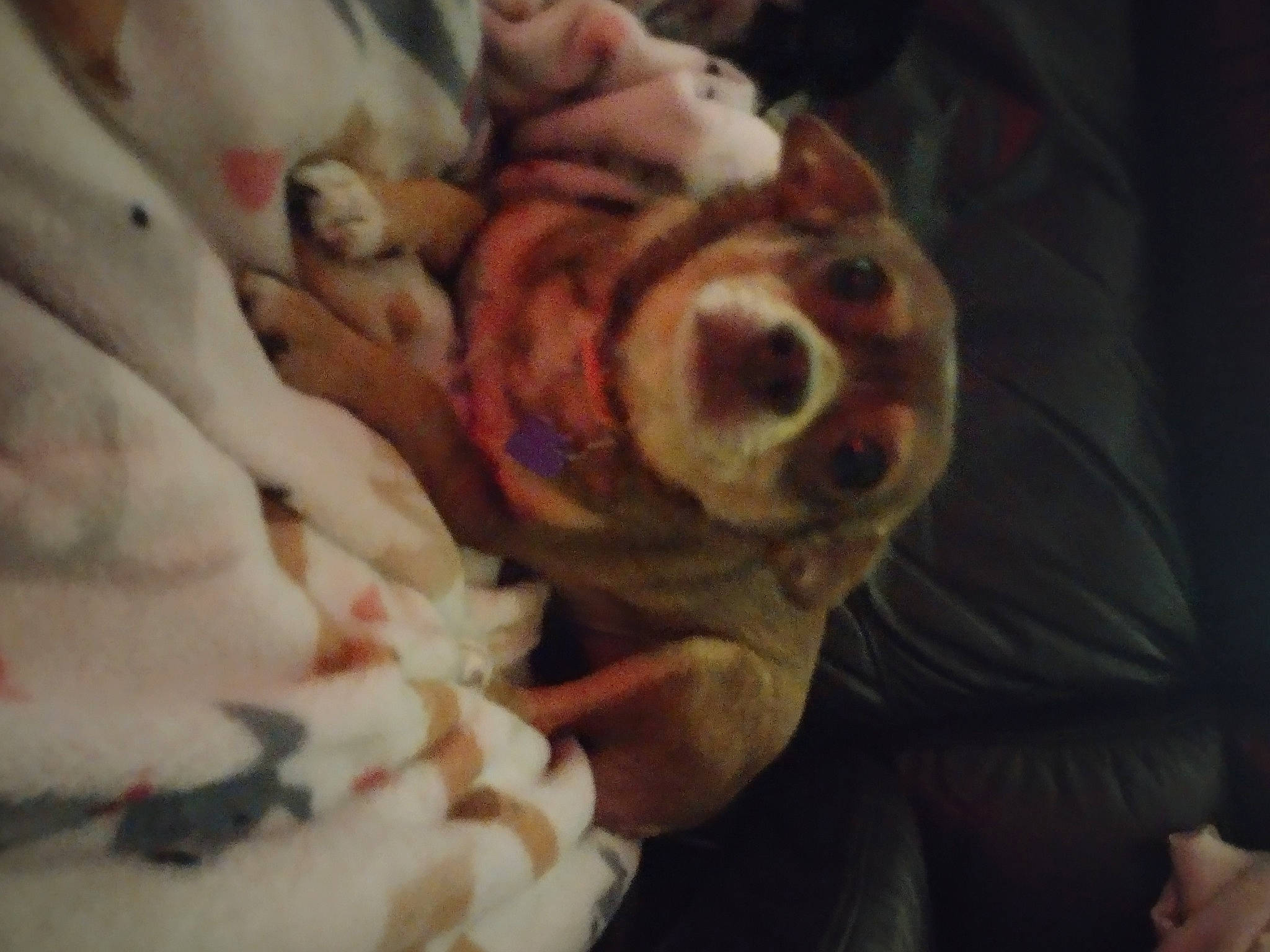 Lacey is registered to the contest to win money with this photo: bed, bedding, blanket, canidae, carnivore, comfort, companion_dog, couch, dog, dog_breed, fawn, felidae, fur, linens, snout, sporting_group, terrestrial_animal, toy_dog, whiskers, working_animal