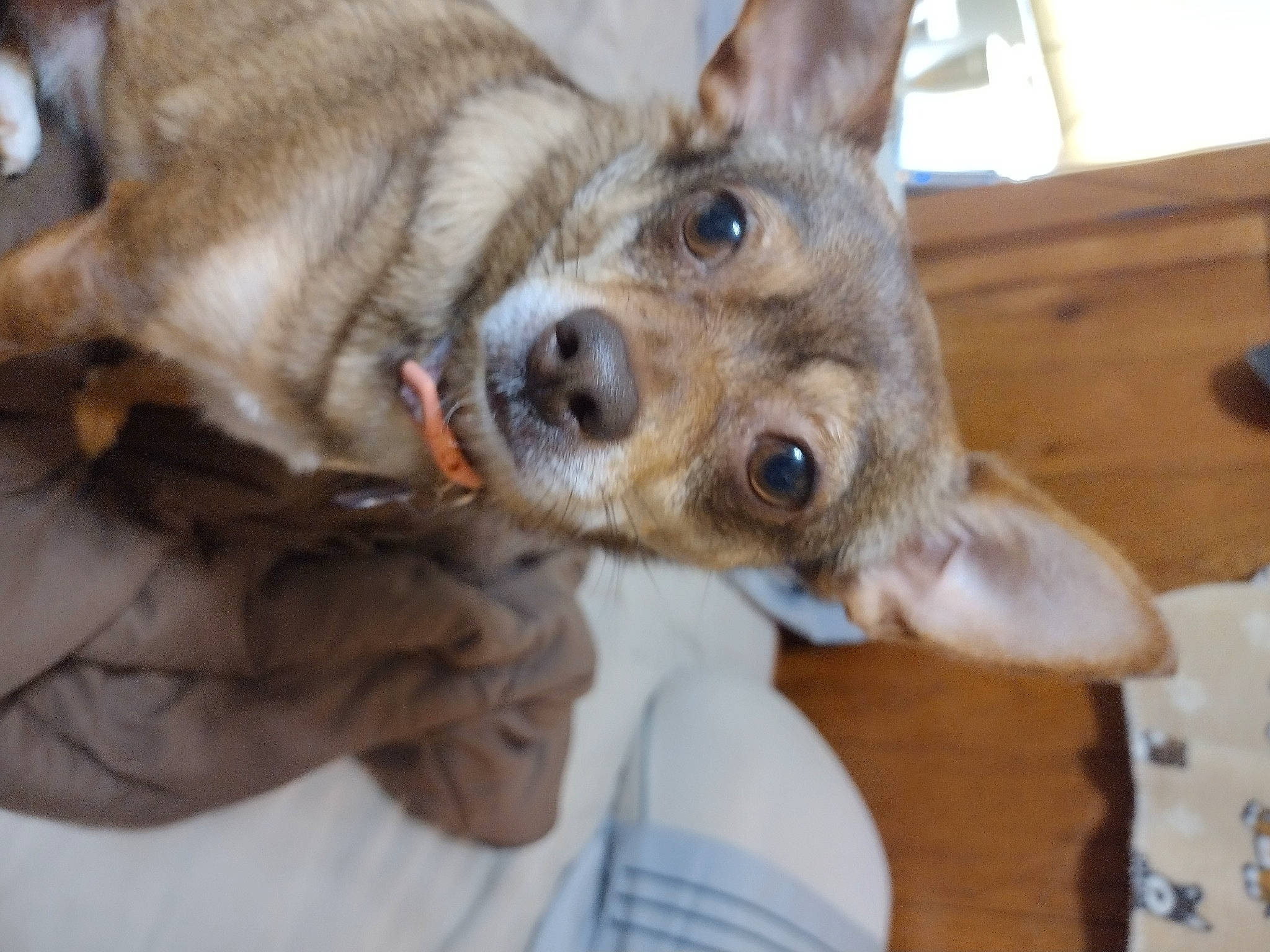 Lacey joined the competition — help win amazing prizes! canidae, carnivore, collar, companion_dog, dog, dog_breed, dog_collar, ear, fawn, fur, german_shepherd_dog, gesture, guard_dog, jaw, paw, snout, sporting_group, whiskers, working_animal, working_dog