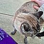 Pretty Kitty joined the competition — help win amazing prizes! cat, tabby, petting, hand, person, sweater, concrete, outdoor, purple_fabric, animal, feline, paw, ear, whiskers, fur, side_view, casual, blurred, close_up, companion