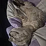 Tora joined the competition — help win amazing prizes! cat, sleeping, resting, blanket, purple, white, fur, pet, cozy, indoor, closeup, relaxed, animal, cute, tabby, whiskers, soft, comfort, nap, domestic