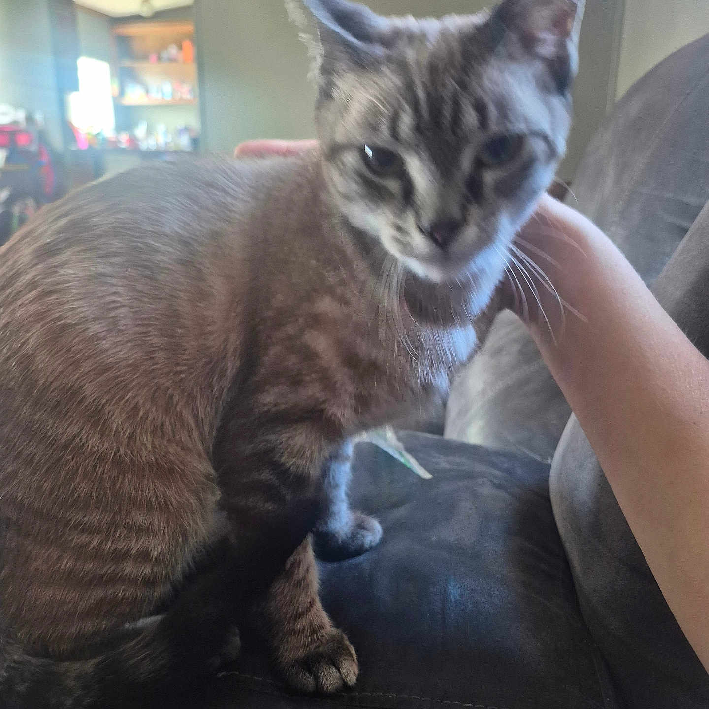 Tora