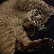 Tora joined the competition — help win amazing prizes! cat, feline, stretching, paws, fur, tabby, striped, pet, animal, cute, whiskers, ears, relaxed, lying_down, indoor, closeup, sleepy, cozy, playful, resting