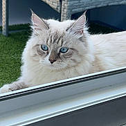 Rio a rejoint le concours — aidez-le/la à gagner de superbes lots ! animal, blue_eyes, cat, closeup, curious, domestic_cat, feline, fluffy, glass, grass, nature, outdoor, pet, portrait, relaxing, soft, sunlight, white_fur, wicker_chair, window
