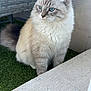 Rio a rejoint le concours — aidez-le/la à gagner de superbes lots ! animal, artificial_grass, blue_eyes, calm, cat, concrete, curious, domestic_cat, ears, feline, fluffy, fur, gray, outdoor, pet, sitting, tail, wall, whiskers, white
