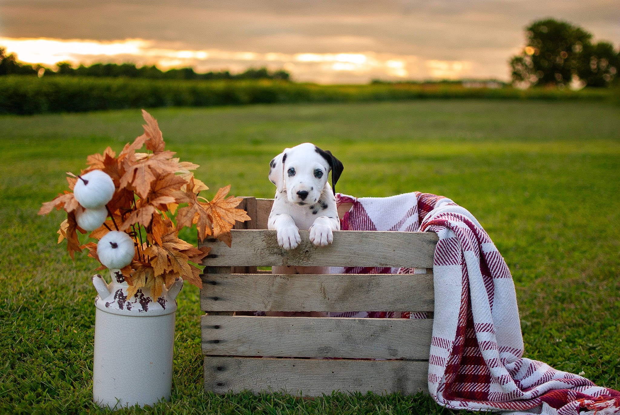 Ruby is registered to the contest to win money with this photo: carnivore, cloud, companion_dog, dog, dog_breed, fawn, grass, grassland, happy, lawn, leisure, meadow, morning, people_in_nature, plant, recreation, sky, summer, toy, tree
